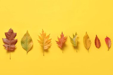 Sarı zemin üzerinde güzel sonbahar yaprakları olan kompozisyon