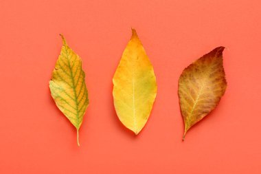 Turuncu arka planda farklı sonbahar yapraklarına sahip kompozisyon, yakın plan