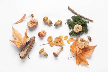Beyaz arka planda mantarlı, ağaç kabuklu ve sonbahar yapraklı kompozisyon