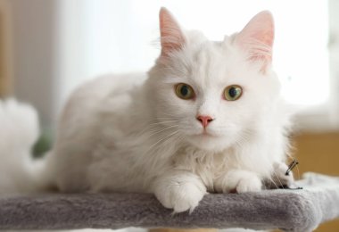 Evdeki tırmalama direğine uzanmış şirin beyaz kedi, yakın plan.