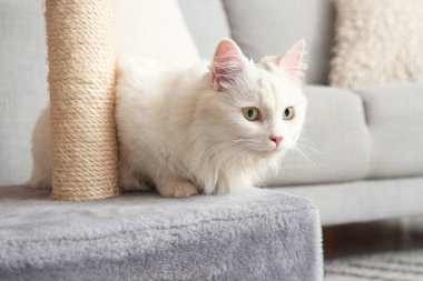 Evinde tırmalayan sevimli beyaz kedi, yakın plan.