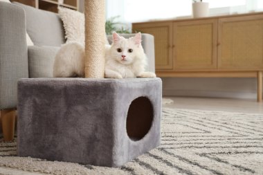 Evinde tırmalama tahtası olan sevimli beyaz kedi.