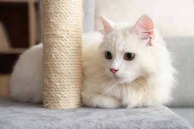 Evinde tırmalayan sevimli beyaz kedi, yakın plan.