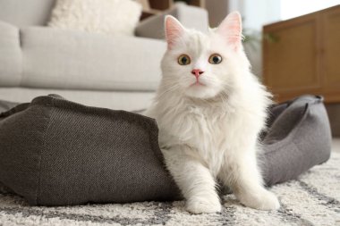 Evcil hayvan yatağındaki sevimli beyaz kedi, yakın plan.