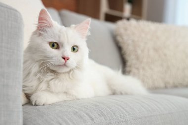 Evdeki kanepede sevimli beyaz kedi, yakın çekim.