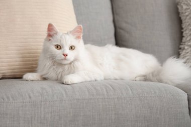 Evdeki kanepede sevimli beyaz kedi, yakın çekim.