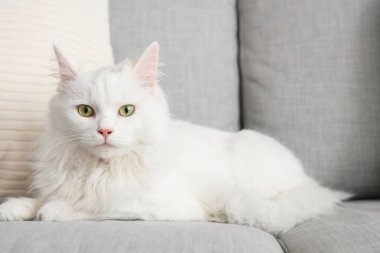 Evdeki kanepede sevimli beyaz kedi, yakın çekim.