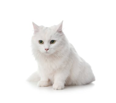 Beyaz arka planda sevimli tüylü kedi