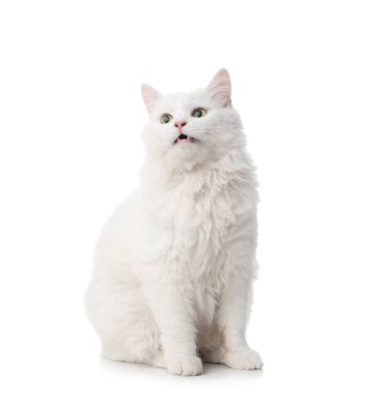 Beyaz arka planda sevimli tüylü kedi