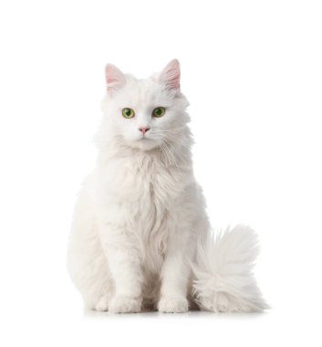 Beyaz arka planda sevimli tüylü kedi