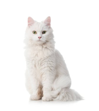 Beyaz arka planda sevimli tüylü kedi