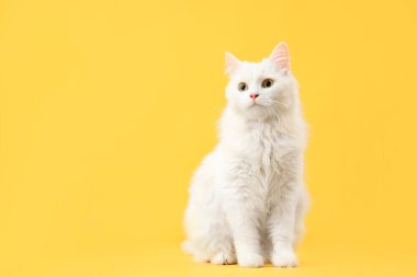 Sarı arka planda sevimli beyaz kedi.