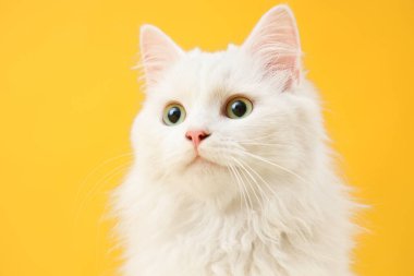 Sarı arka planda sevimli beyaz kedi, yakın plan.