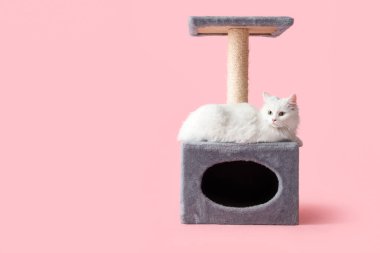 Sevimli beyaz kedi pembe arka planda tırmalama direğinde yatıyor.