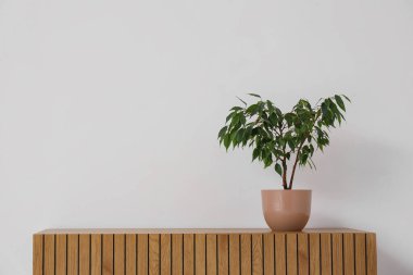 Beyaz duvarın yanında küçük zeytin ağacı olan ahşap dolap.