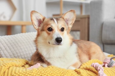 Evcil hayvan yatağında kareli sevimli Corgi köpeği, yakın plan.