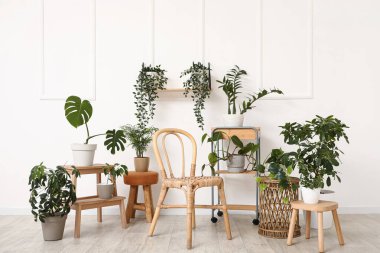 Hasır sandalye ve beyaz duvarın yanındaki farklı bitkiler.