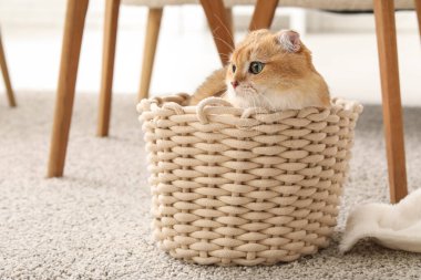 Kızıl İskoç kedisi evde sepette