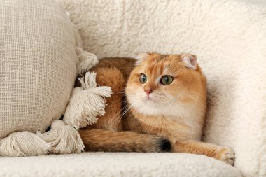 Kızıl İskoç kedisi oturma odasında koltukta