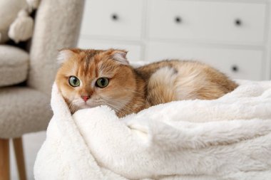Kızıl İskoç kedisi oturma odasında sıcak bir battaniyenin üzerinde yatıyor.