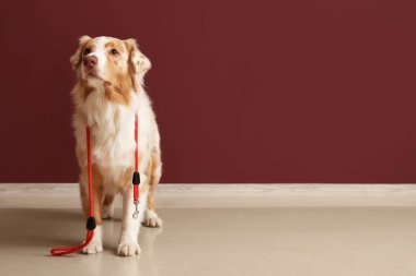 Kırmızı duvarın yanında tasmalı şirin Avustralya çoban köpeği.