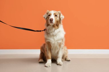 Turuncu duvarın yanında oturan sevimli Avustralya çoban köpeği.