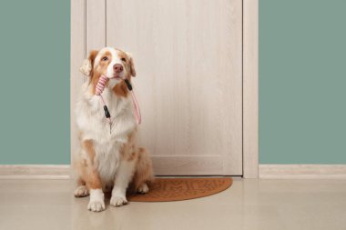 Kapının yanında oturan tasmalı şirin Avustralya çoban köpeği.