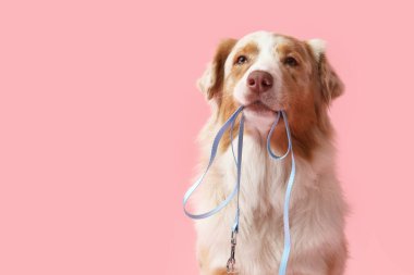 Pembe arka planda tasması olan sevimli Avustralya çoban köpeği.