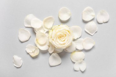 Gri arkaplanda güzel beyaz gül çiçekleri ve taç yaprakları