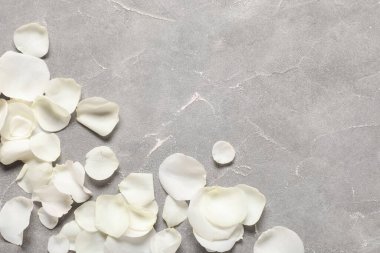 Gri arkaplanda güzel beyaz gül yaprakları