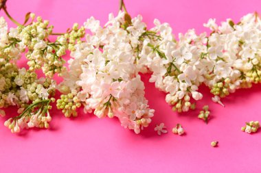 Pembe arka planda çiçek açan leylak çiçekleri