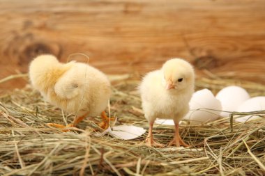 Şirin civcivler ve ahşap arka planda yumurta kabuğu olan bir yuva.