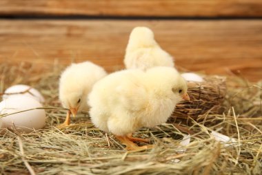 Şirin küçük civcivler ve tahta arka planda yumurta yuvası.