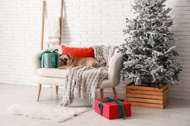 Noel ağacı ve evdeki kanepede hediyeleri olan sevimli Fransız bulldog 'u.