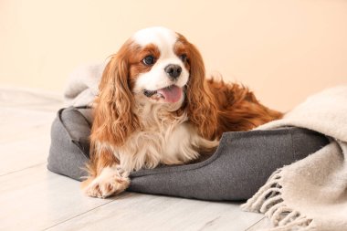 Sevimli şövalye Kral Charles evdeki bej duvarın yanındaki evcil hayvan yatağında