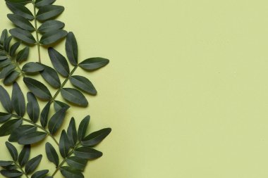 Renkli arkaplanda taze yeşil yapraklar