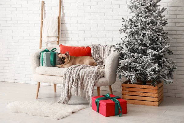 Noel ağacı ve evdeki kanepede hediyeleri olan sevimli Fransız bulldog 'u.