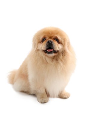 Beyaz arka planda şirin Pekin köpeği