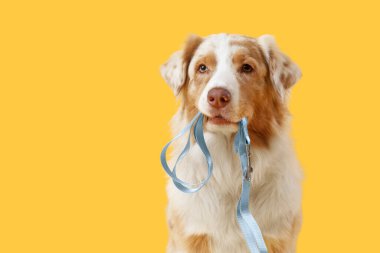 Sarı arka planda tasması olan şirin bir Avustralya çoban köpeği.