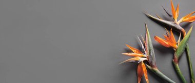 Gri arkaplanda güzel strelitzia çiçekleri