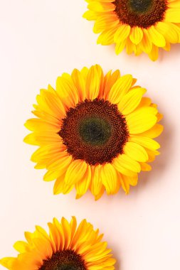 Pembe arka planda güzel ayçiçekleri