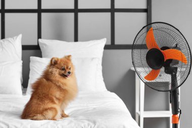 Elektrikli vantilatörlü şirin Pomeranya tükürüğü yatakta oturuyor.