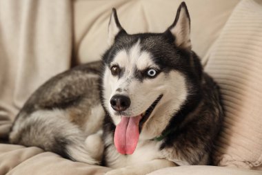 Oturma odasındaki kanepede uzanmış şirin Husky köpeği.