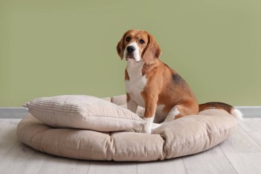Tatlı Beagle köpeği yeşil duvarın yanındaki evcil hayvan yatağında oturuyor.