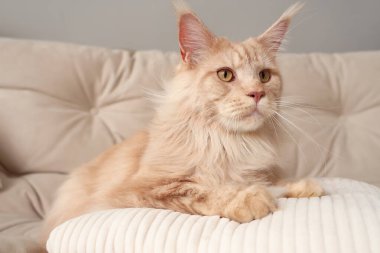 Evdeki beyaz kanepede yastıklı şirin bej renkli Maine Rakun kedisi.