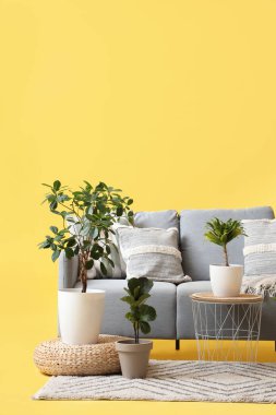 Rahat gri kanepe, farklı bitkiler ve sarı arka planda yumuşak halı.