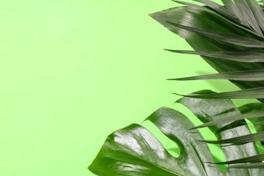 Renk arkaplanında farklı yeşil tropikal yapraklar