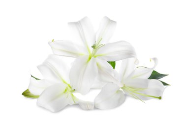 Beyaz arka planda güzel zambak çiçekleri