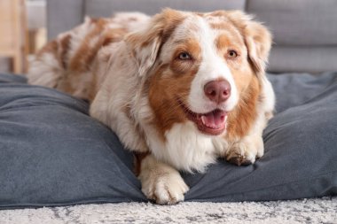 Sevimli Avustralyalı çoban köpeği evcil hayvan yatağında yatıyor.