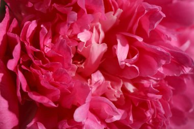 Arka plan olarak güzel pembe şakayıklar, yakın plan